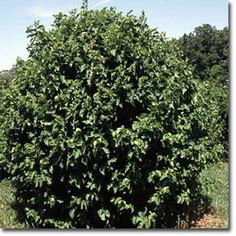 a large bush with lots of green leaves in the middle of a grassy area next to trees