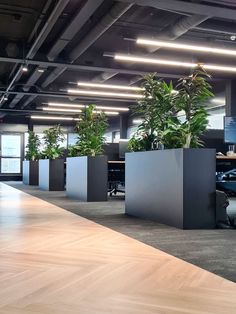 an office with plants in planters on the floor