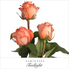 three pink roses with green leaves are shown in front of the words varieties twilight on a white background