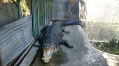 an alligator laying on the ground next to a fence