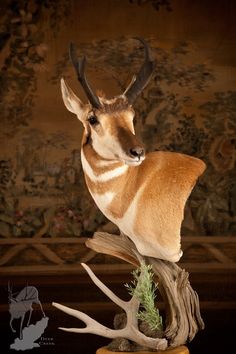 an antelope is standing on top of a tree stump