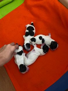 four black and white puppies are laying on an orange blanket, being held by someone's hand