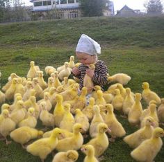 a baby sitting on the ground surrounded by yellow ducks in a field with a house in the background