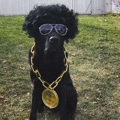 a black dog wearing a gold chain and sunglasses