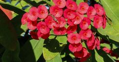 red flowers are blooming on the tree