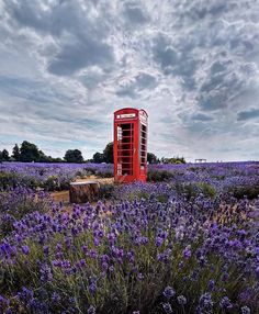 a red phone booth sitting in the middle of a field of purple flowers under a cloudy sky