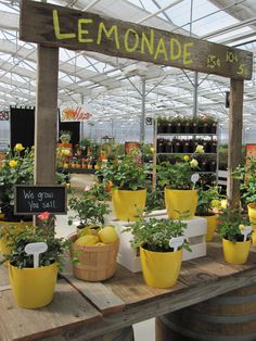 there are many potted plants on display in the greenhouse with lemonade sign above them