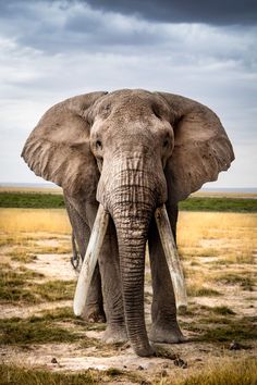 an elephant with long tusks standing in the middle of a grassy field under a cloudy sky