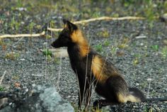 a brown and black animal sitting on top of a rocky field