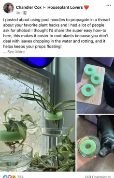 a collage of photos with plants and doughnuts in them, including a dog