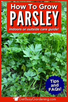 a bushy parsley plant growing in an herb gardem How To Grow Parsley, Grow Parsley, Growing Parsley, Parsley Plant, Organic Fungicide, Plant Care Guide, Biennial Plants