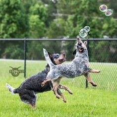 two dogs are playing with bubbles in the grass