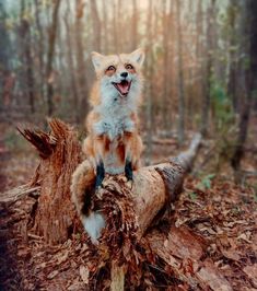 a red fox sitting on top of a tree stump in the woods with its mouth open