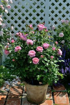 a potted plant with pink flowers in it on a brick patio next to purple and white flowers