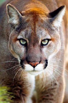 a close up of a mountain lion with yellow eyes