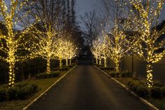 lighted trees line the street in front of houses