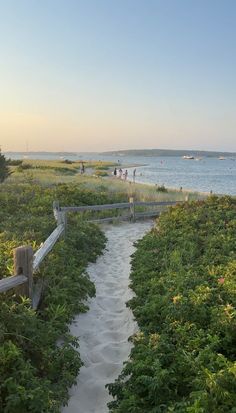 the path to the beach is lined with plants