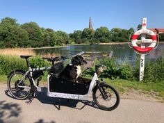 a dog sitting in the back of a bike with a basket on it's front