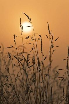 the sun is setting behind some tall grass