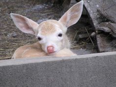 a baby deer laying on top of a cement block next to some grass and dirt