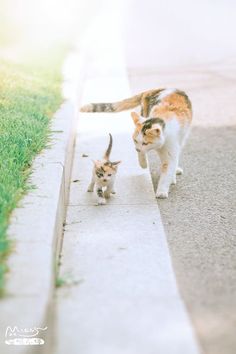 two cats walking down the sidewalk next to each other