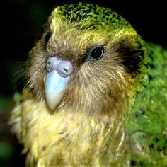 a close up of a green and yellow bird