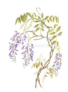 a painting of purple flowers and green leaves