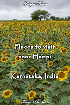 a field full of sunflowers with the words places to visit near hampi kanntaka, india