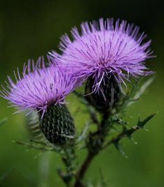 two purple flowers with green stems in the foreground and blurry back ground behind them