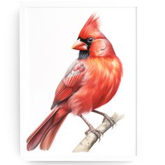 a red bird sitting on top of a tree branch in front of a white background