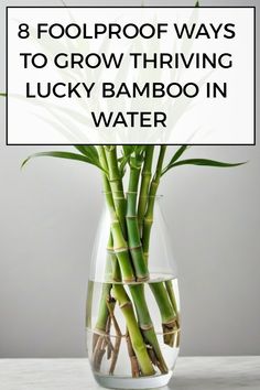 a glass vase filled with water and green bamboo plants in it, text reads 8 foolproof ways to grow thriving lucky bamboo in water