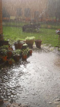 the rain is coming down on some potted plants