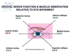 Cranial Nerves Function, Human Skeletal System, Dental Cavities