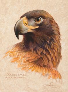 a painting of a golden eagle with brown feathers