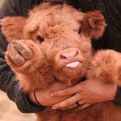 a man holding a baby cow in his arms