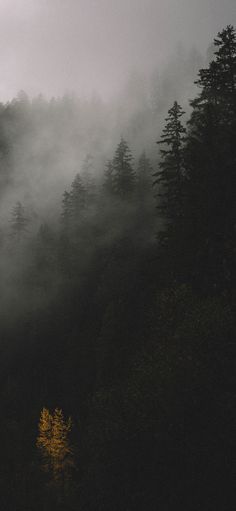 the trees are covered in fog and low lying clouds on a mountain side with yellow leaves