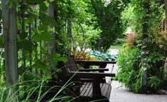 a wooden bench sitting in the middle of a lush green forest filled with trees and plants