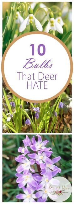 10 Bulbs That Deer HATE| Deer Resistant Bulbs, Gardening, Growing Bulbs, How to Grow Bulbs, Deer and Rabbit Resistant Plants, Pest Resistant Plants, Landscaping, Landscaping TIps and Tricks Deer Proof Plants, Rabbit Resistant Plants, Deer And Rabbit, Deer Resistant Perennials, Growing Bulbs, Deer Resistant Plants