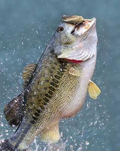 a large fish jumping out of the water