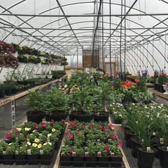 many potted plants in the inside of a greenhouse