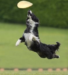 a black and white dog jumping in the air to catch a blue frisbee