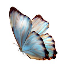 two blue butterflies flying side by side on a white background with the wings folded down