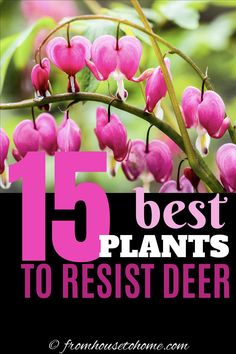 pink flowers with the words 15 best plants to resist deer