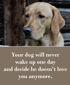 Your dog will never wake up one day and decide he doesn’t love you anymore. Dogs Quotes, A Quote, A Dog, One Day, Love You, Dogs, Quotes