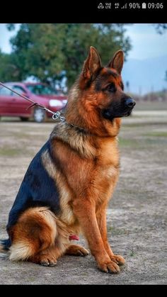 a german shepherd dog sitting on the ground