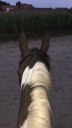 the back end of a horse's head as it stands in water next to a cornfield