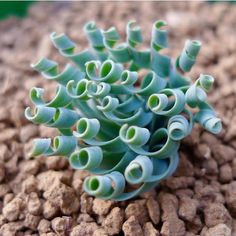 a small green plant sitting on top of a pile of dirt