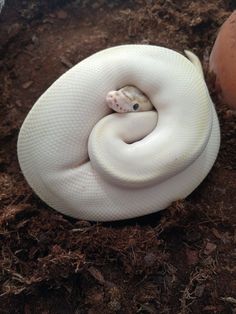 a white snake curled up in the dirt