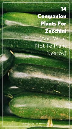 cucumbers piled up together with the words companion plants for zucchini and what not to plant nearby