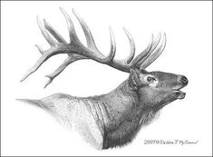 a pencil drawing of a deer with antlers on it's head and neck